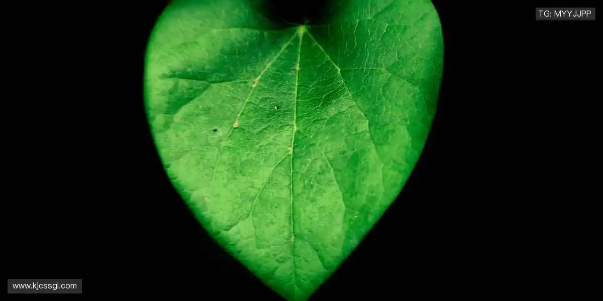 从球衣到记忆，收藏你的热爱！👟